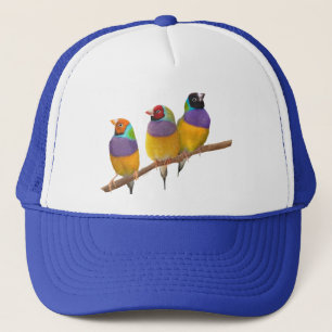 Casquette Finches gouldiennes colorées dans les Pastels