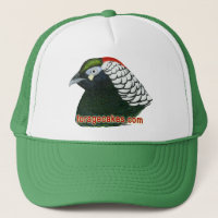 Gâteaux de fourrage :  Madame Amherst Pheasant
