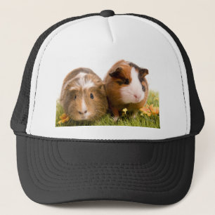 Casquette guinea pigs on a lawn