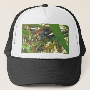 Casquette japonais du coléoptère