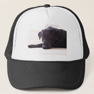 Casquette labrador retriever