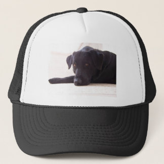 Casquette labrador retriever