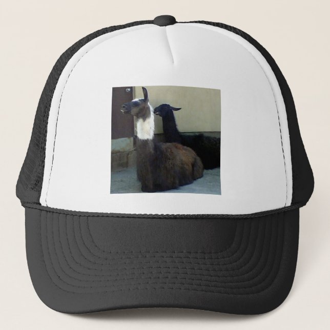 Casquette Les lamas comme image du Zoo (Devant)