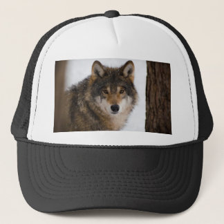 Casquette Loup gris européen