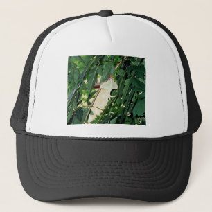Casquette Luna Moth