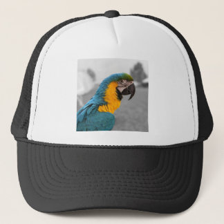 Casquette Macaw Parrot
