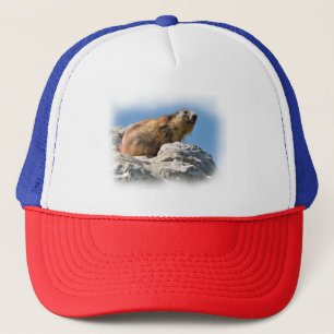 Casquette Marmotte alpine sur roche