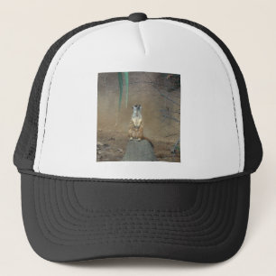 Casquette Meerkat