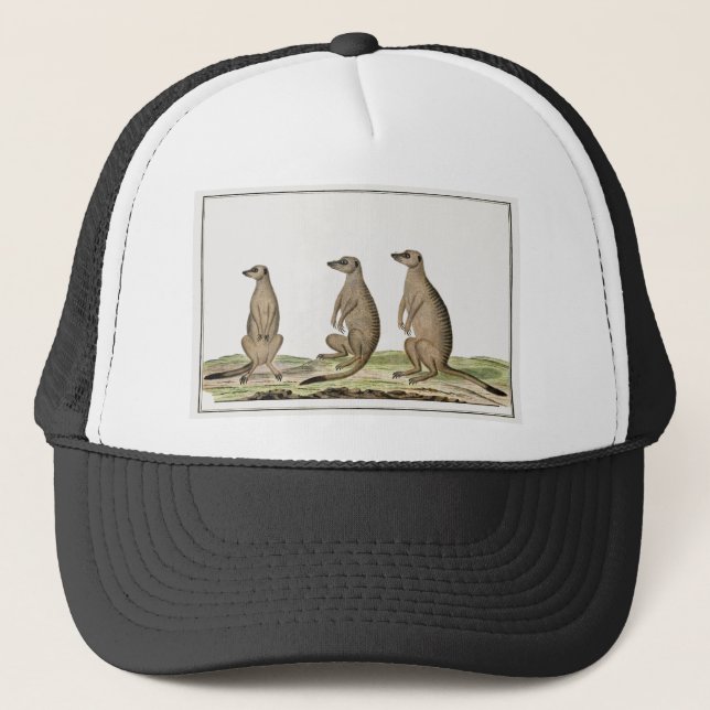 Casquette Meerkats (Devant)