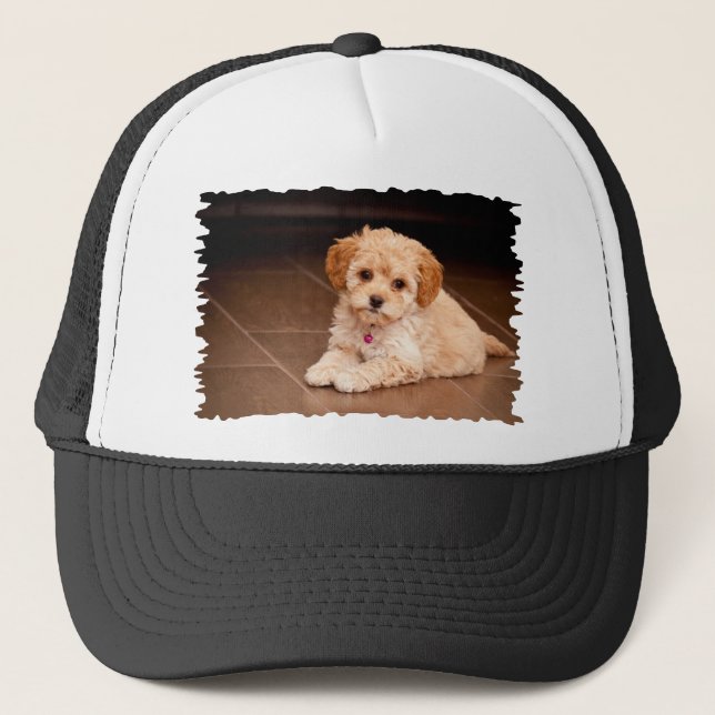 Casquette Mélange de caniche de bébé ou chiot maltais de (Devant)