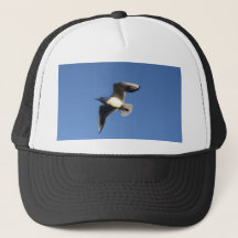 Mouette pygmée