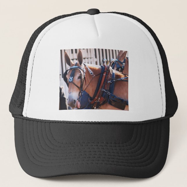 Casquette mules et ânes 026 (Devant)
