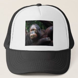 Casquette Orang-outan