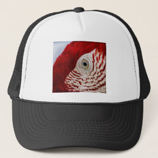 Casquette Parrot eye