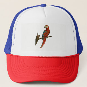 Casquette Perroquet
