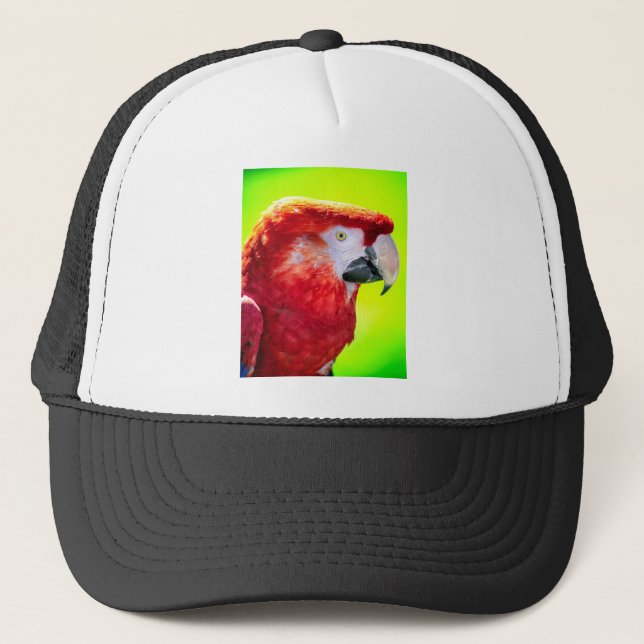 Casquette Perroquet macaw (Devant)