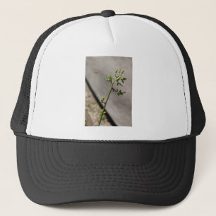 Casquette Petit Bug, Petite Fleur