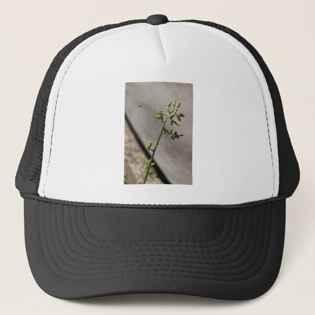 Casquette Petit Bug, Petite Fleur (Devant)