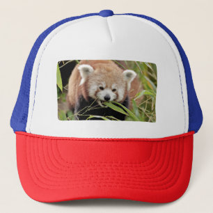 Casquette Photo panda rouge, animaux 0008.