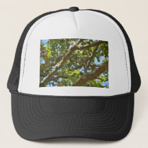 Pinson des arbres