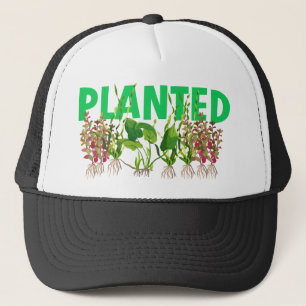 CASQUETTE PLANTÉ