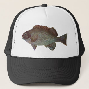 Casquette Poissons - Blackfish de roche - elevata de Girella