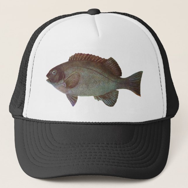 Casquette Poissons - Blackfish de roche - elevata de Girella (Devant)