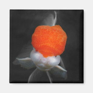 Casquette rouge Oranda Goldfish Magnet
