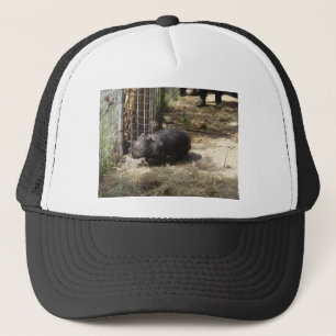 Casquette Sauvage pour des wombats