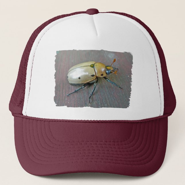 Casquette Série du dendroctone du pin (Pelidnota punctata) (Devant)