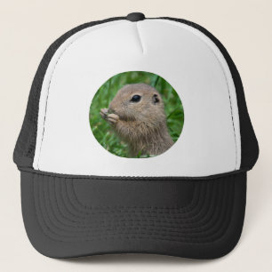 Casquette Spermophilus citellus