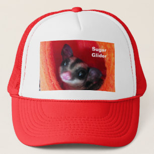 Casquette Sugar Glider dans un lit orange suspendu