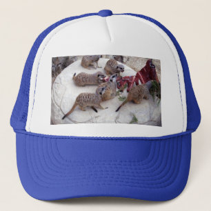 Casquette Suricates carnivores ayant des côtes pour le thé,