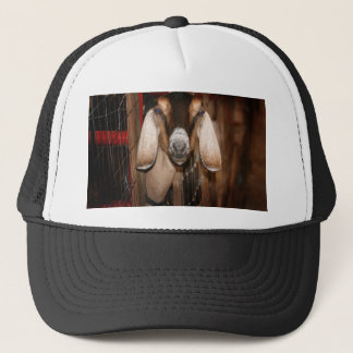 Casquette Tête de daine de Nubian sur sortir de la porte