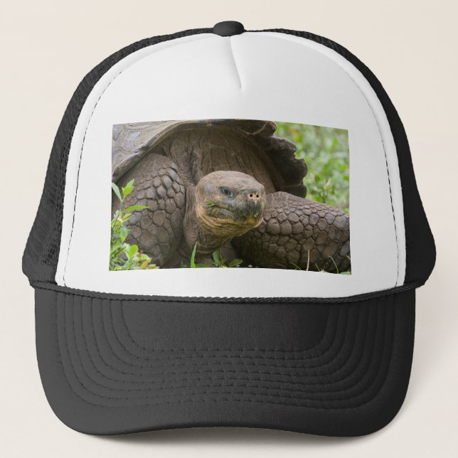 Casquette Tortue géante (Devant)