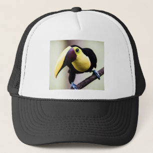 Casquette Toucan of Costa Rica