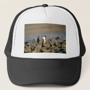 Casquette Une plus grande grouse sage