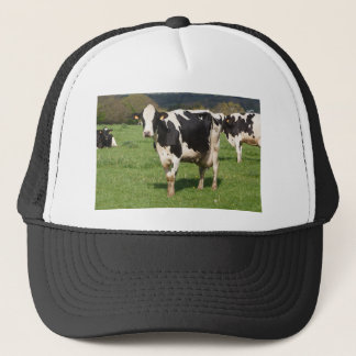 Casquette Vaches Holstein dans un champ en Bretagne
