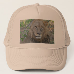 Casquette Vieux Lion Qui S'Étend.