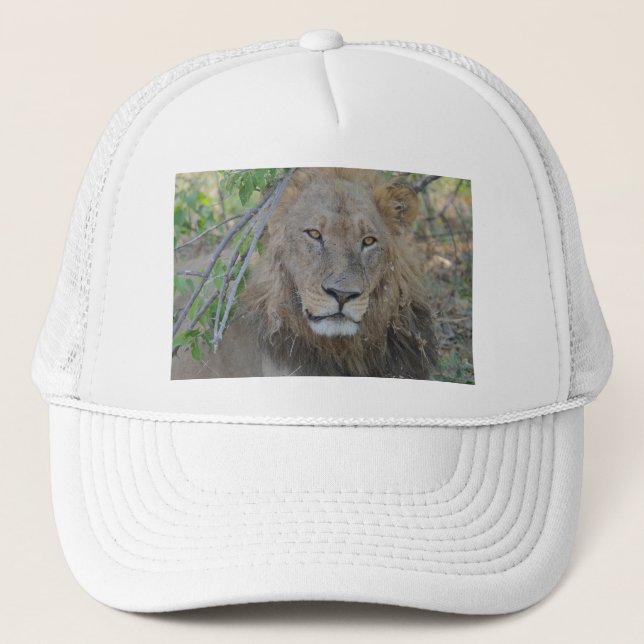 Casquette Vieux Lion Qui S'Étend. (Devant)