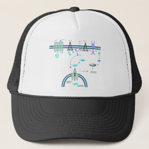 Casquette Voie de GPCR