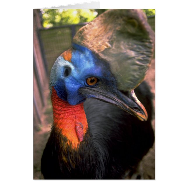 Cassowary (Devant)