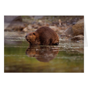 castor, Castor canadensis, va nager