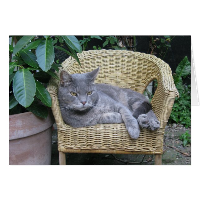 Cat (Devant horizontal)
