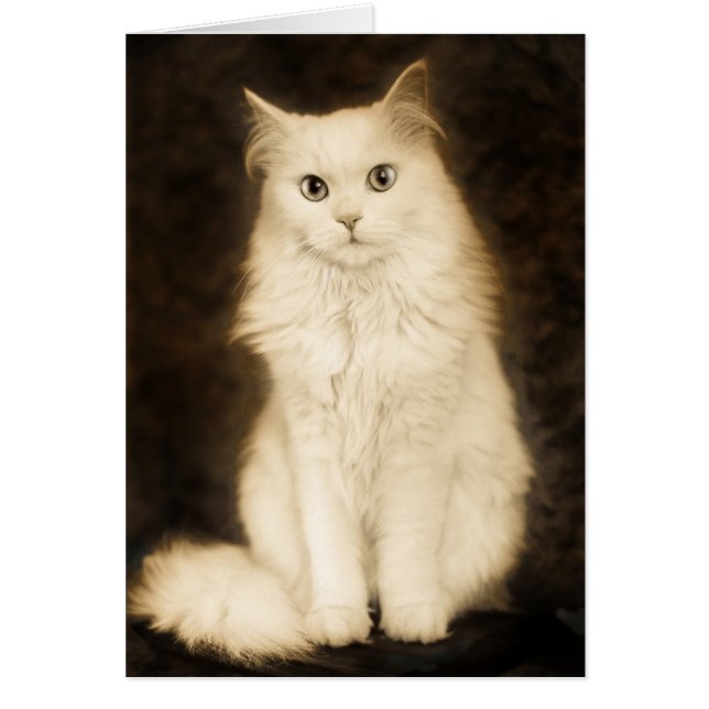 CAT (Devant)