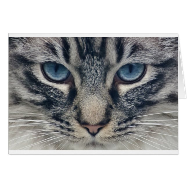 Cat (Devant horizontal)