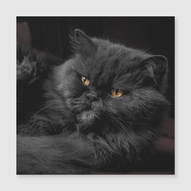 Cat_20180101_by_JAMFoto (Devant)