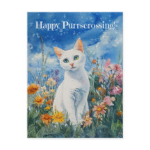 Cat blanc, poste - Carte postale