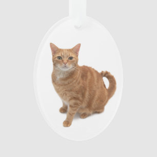 Cat d'Orange debout