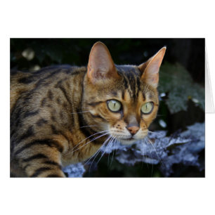 Cat du Bengale